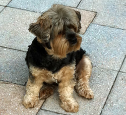 dog next door