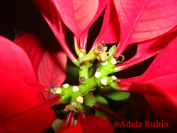 poinsetta photo by Adela Rubio
