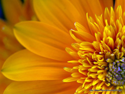Macro view of Yellow flower - photo by Irina Wardas