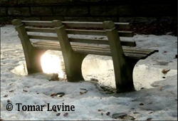 Tomar Levine's park bench photo